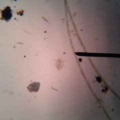Copepoda