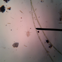 Copepoda