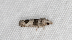 Spilonota constrictana