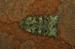 Litholomia napaea