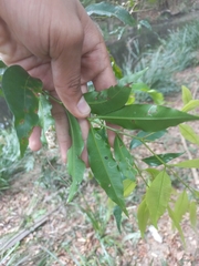 Syzygium floribundum