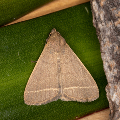 Simplicia cornicalis