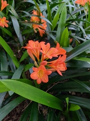Clivia miniata