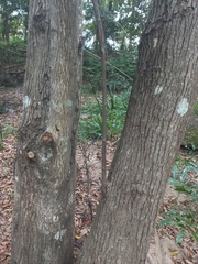 Syzygium floribundum