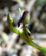Chiloglottis formicifera