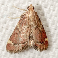 Hypsopygia intermedialis