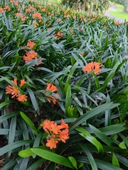 Clivia miniata