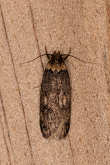 Mimobrachyoma maculifera