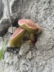 Xerocomellus dryophilus