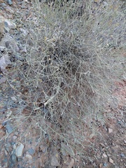 Aphyllocladus spartioides