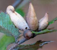 Heteroecus pacificus