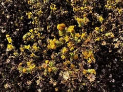 Lessingia pectinata tenuipes