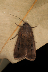 Agrotis infusa