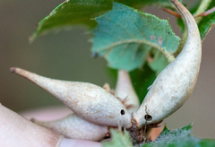 Heteroecus pacificus