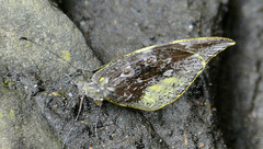 Lieinix nemesis nemesis