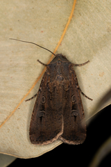 Agrotis infusa