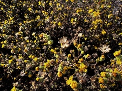 Lessingia pectinata tenuipes