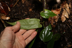 Aristolochia deltantha