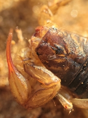 Paruroctonus silvestrii