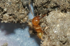 Lasius californicus