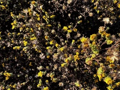 Lessingia pectinata tenuipes