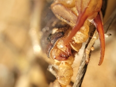 Paruroctonus silvestrii
