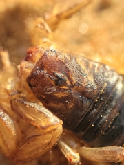 Paruroctonus silvestrii