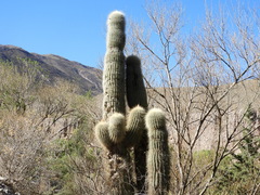 Trichocereus atacamensis