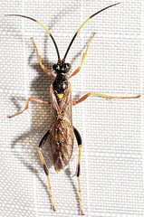 Polytribax contiguus