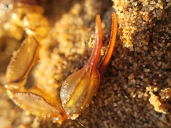 Paruroctonus silvestrii