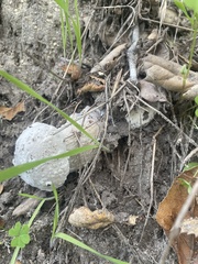 Hypomyces microspermus