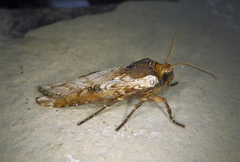 Xylena thoracica