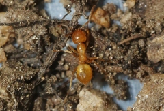 Lasius californicus