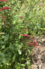 Dicliptera sexangularis
