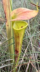 Sarracenia flava
