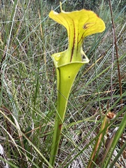 Sarracenia flava