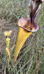 Sarracenia flava