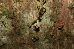 Dysoxylum parasiticum