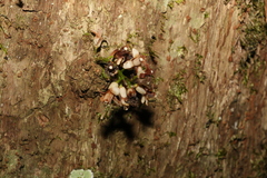 Dysoxylum parasiticum