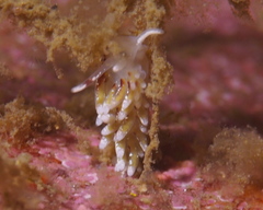 Rubramoena rubescens