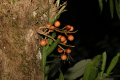 Dysoxylum parasiticum