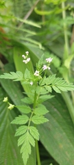 Chaerophyllum tainturieri