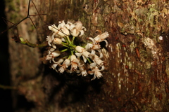 Dysoxylum parasiticum