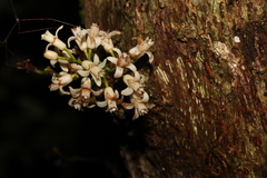 Dysoxylum parasiticum