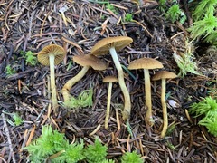 Cortinarius holoxanthus