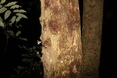 Dysoxylum parasiticum