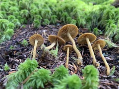 Cortinarius holoxanthus