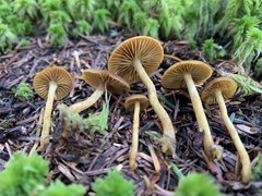 Cortinarius holoxanthus
