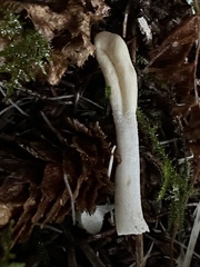 Trichoderma leucopus