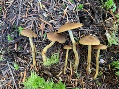 Cortinarius holoxanthus